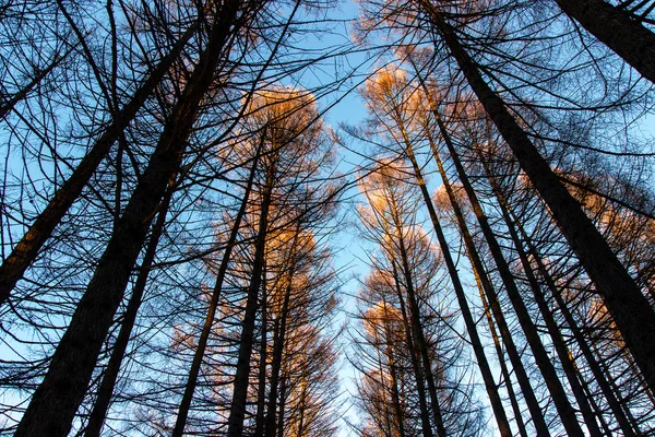 Çam ağaçlarının en fazla on sunset Golden ışınları — Stok fotoğraf
