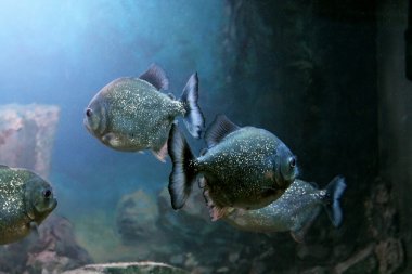 Akvaryumdaki piranhalar