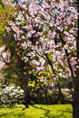 Yeşil çim bir arka plan üzerinde çiçek açan kiraz