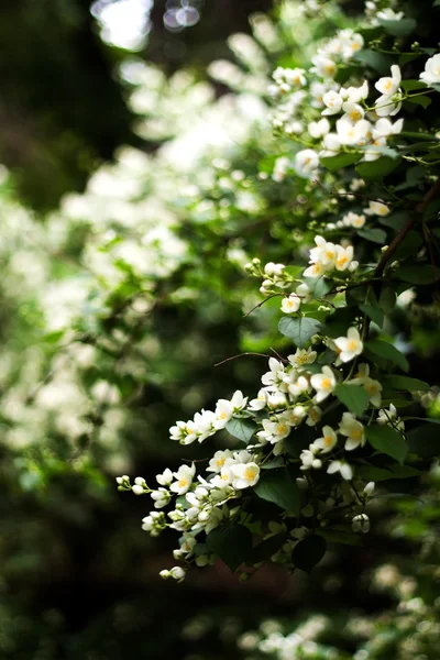 Bloeiende zoete chubushnik — Stockfoto