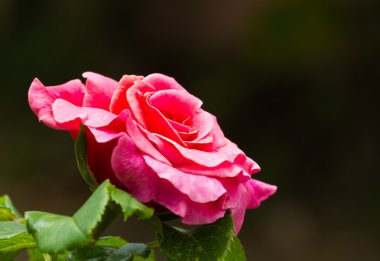 kırmızı gül gülümsemek.