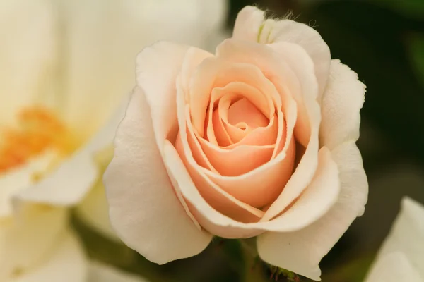 Pink rose in flower garden. — Stock Photo, Image