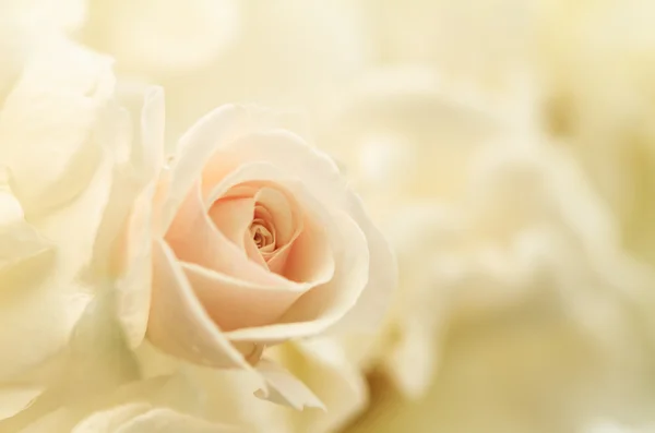 Květiny umění záběr růžové růže Stock Obrázky