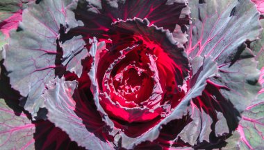 Bahçe içinde Çince lahana.