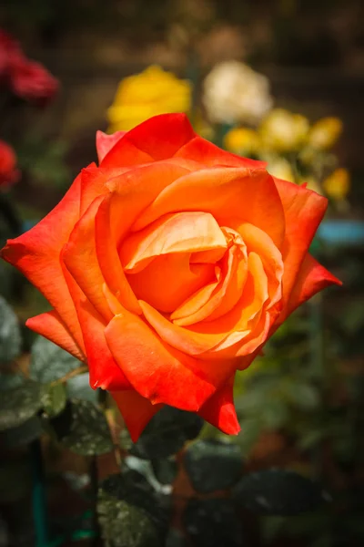 Orange color rose. — Stock Photo, Image