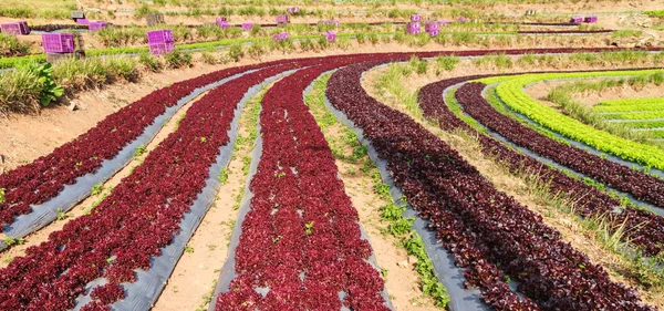 Yeşil ve kırmızı marul plastik kapağı ile alan.