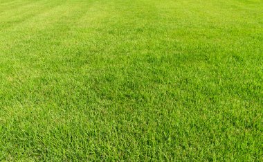 Green grass background. clipart