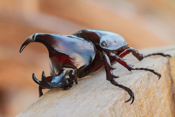 Ahşap Dynastinae beklemeye.