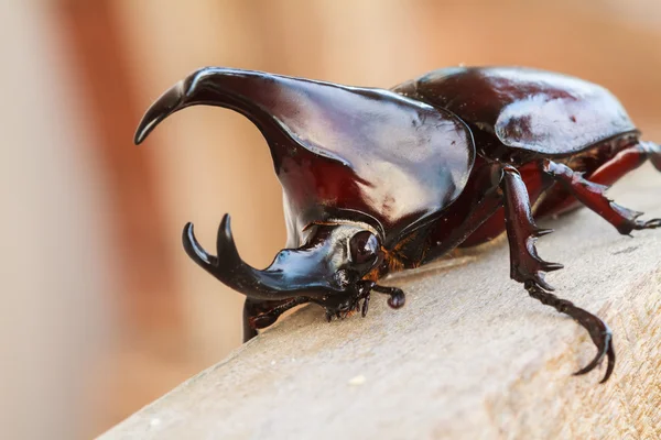 Ahşap Dynastinae beklemeye.