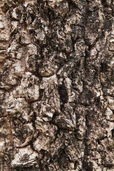 Milingtonia hortensis casca de árvore . — Fotografia de Stock