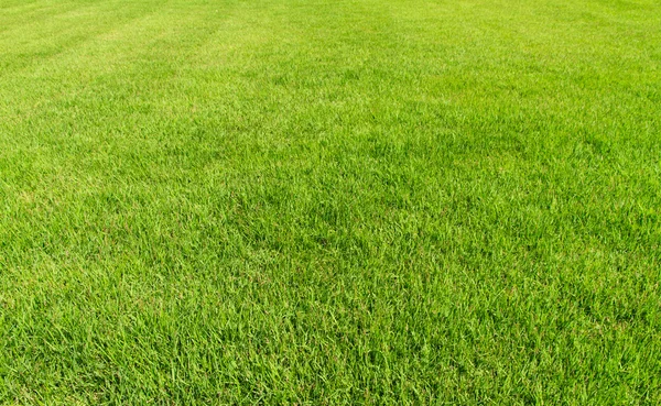 Yeşil Çimen Arkaplanı.