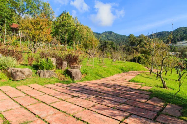 Sendero en el jardín . — Foto de Stock