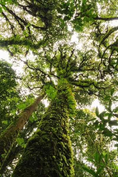 Big tree uprisen angle  in rain-forest. — Stock Photo, Image