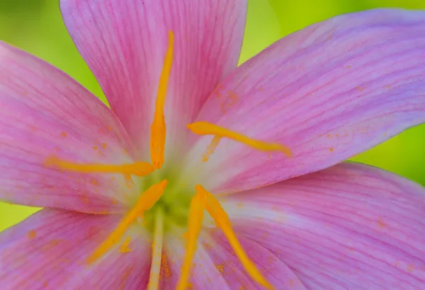 Розовый цветок с желтой ковровой дорожкой . — стоковое фото