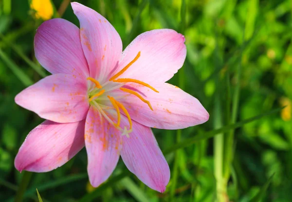 Pink flower with yellow carpel. — Stock Photo, Image