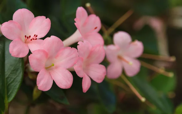 Kwiat różowy kolor. — Zdjęcie stockowe