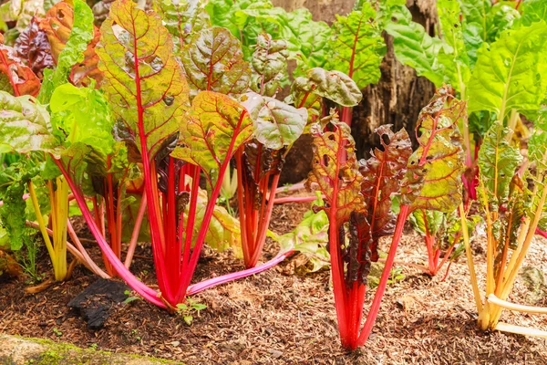 Lattuga rossa vegetale . — Foto Stock