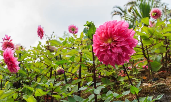 Jardín de flores Dahlia . — Foto de Stock