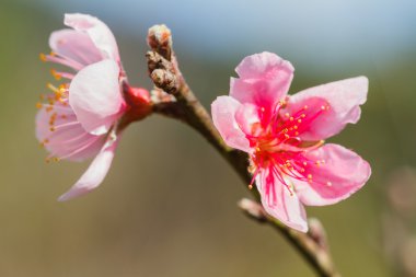pembe sakura çiçek.