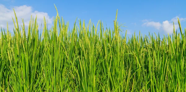 Reispflanze mit Getreide. — Stockfoto