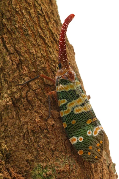 Fulgorid Planthoppers - Lanternflies. — Stock Photo, Image