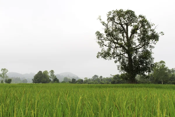 Ryżu pola złoty kolor i duże drzewo. — Zdjęcie stockowe