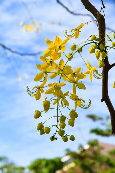 Cassia przetoki kwiat — Zdjęcie stockowe