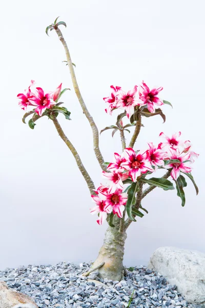 Desert Rose roze en wit — Stockfoto
