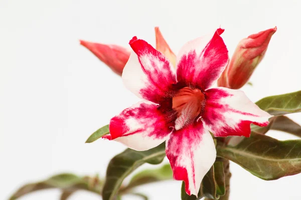 Desert Rose rood en wit — Stockfoto