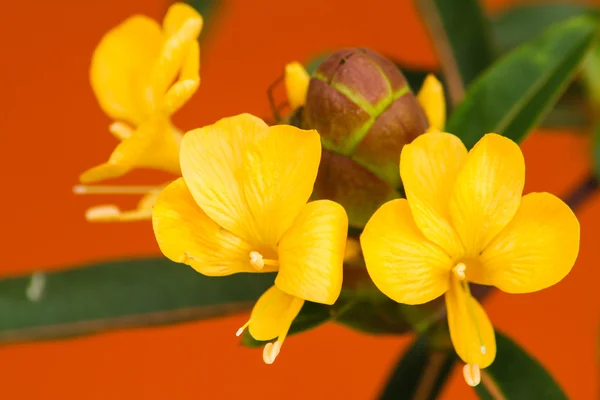 Mangoeste bloem — Stockfoto