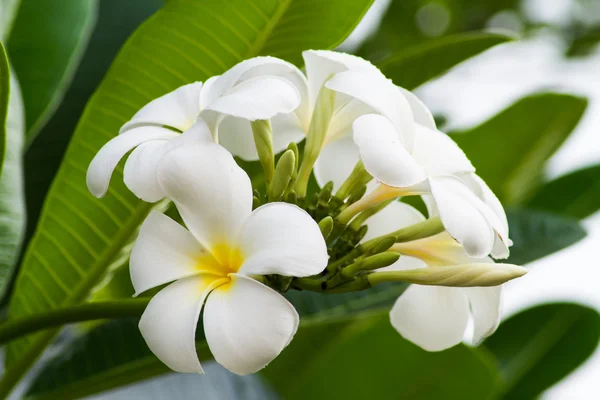 Живці квітів, білі — стокове фото