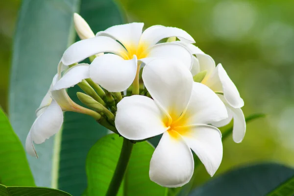 Plumeria Blanco — Foto de Stock