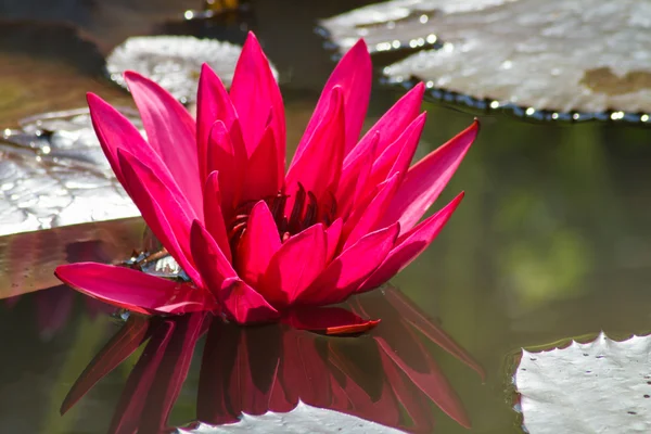 Red lotus flower — Stock Photo, Image