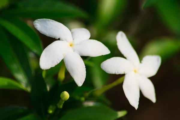 Witte bloemen — Stockfoto