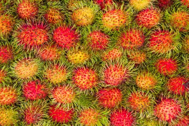 Taze Rambutan fırtlatsana