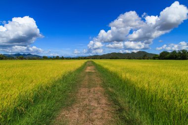 Orta pirinç alan yolu yürümek