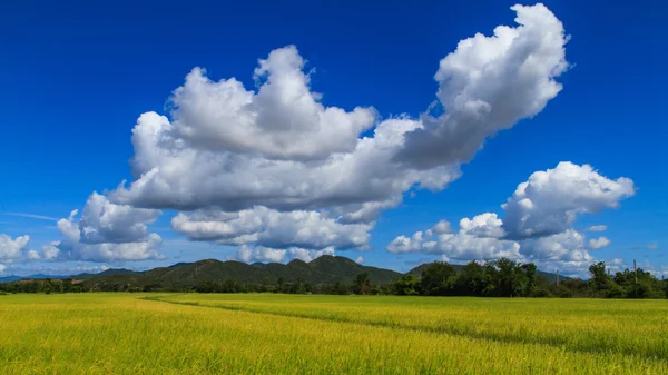 Pirinç tarlaları Güney Tayland