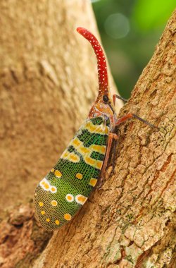 Fulgorid Planthoppers - Lanternflies clipart