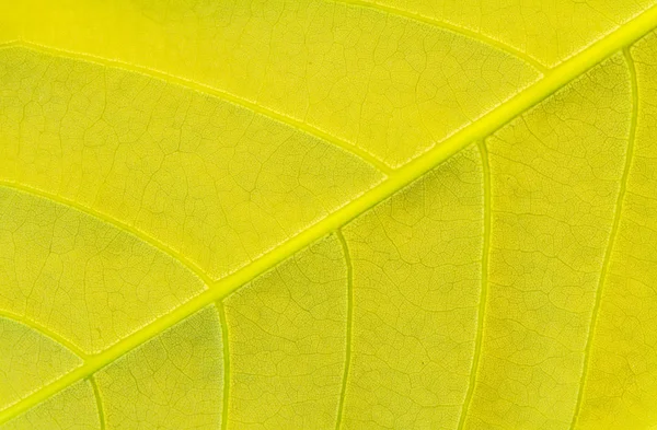 Altın yaprak dokusu üzerinde kapat — Stok fotoğraf