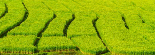 Pirinç tarlaları rulo