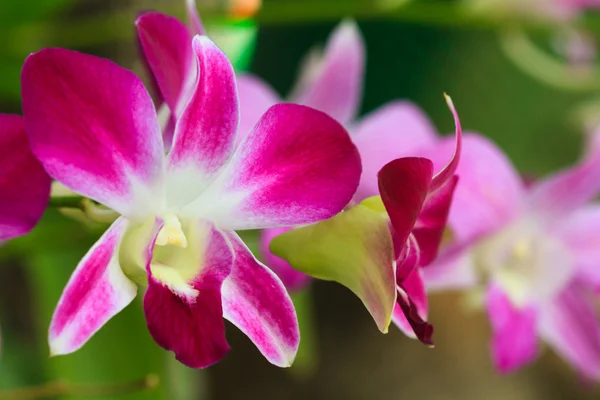 Flor vermelha da orquídea — Fotografia de Stock