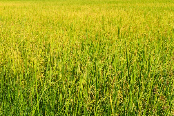Желтый рис — стоковое фото