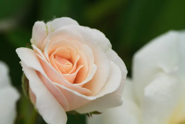 Pink rose flower — Stock Photo, Image