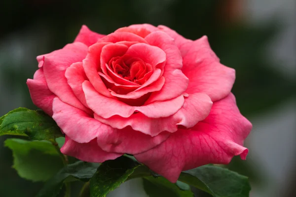 Red rose flower — Stock Photo, Image