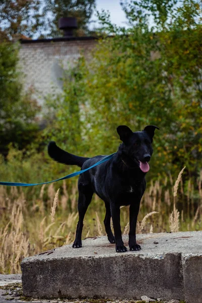 Cane nero seduto in un collare — Foto Stock