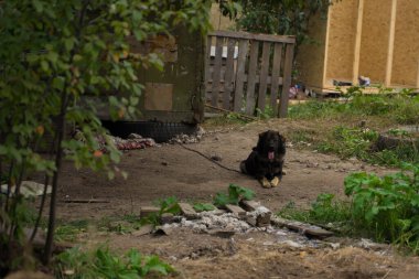 Yeşil çimlerin üzerinde evsiz bir köpek