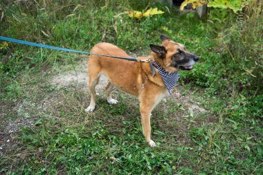 Yeşil çimlerin üzerinde evsiz bir köpek