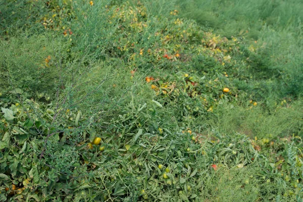 I pomodori gialli crescono su cespugli — Foto Stock