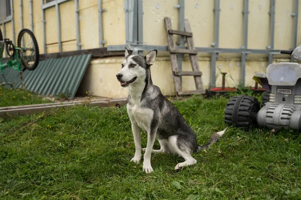 Cane randagio al guinzaglio — Foto Stock