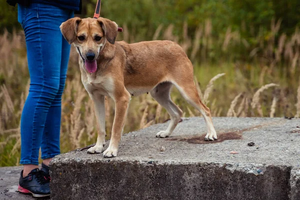 Cane randagio al guinzaglio — Foto Stock